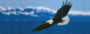 Read more about the article The Eagle Who Forgot to Fly: A Tale of Awakening