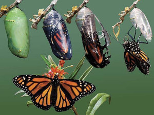 Read more about the article A man who found a cocoon of a butterfly