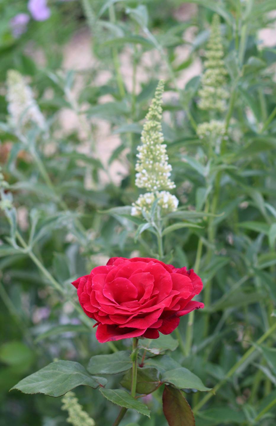 You are currently viewing The Red Rose and the Cactus