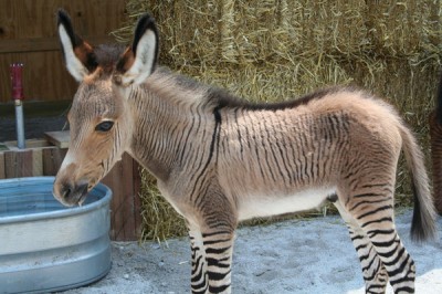 You are currently viewing The Story of the Donkey and the Tiger: Donkey who wanted to imitate of being a tiger