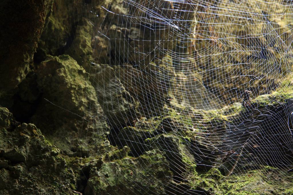 Read more about the article The Spider’s Web: A Tale of Divine Protection