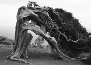 Read more about the article The Crooked Tree: A Lesson in Contentment