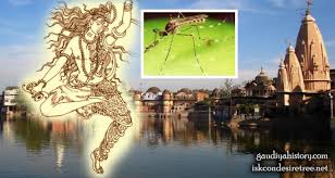 Read more about the article Sanatan Goswami disturbed by mosquitoes